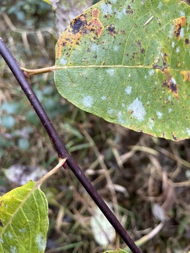 Salix caprea (goat willow)
