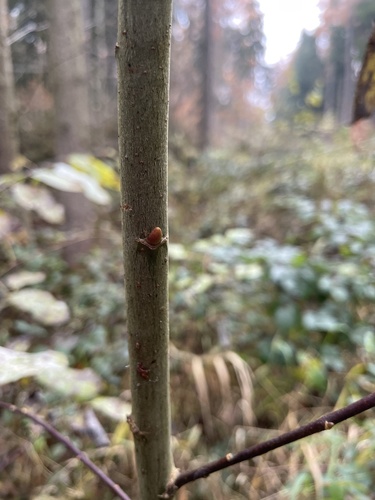 Salix caprea (goat willow)