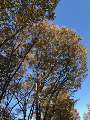 Zelkova serrata (sawleaf zelkova)
