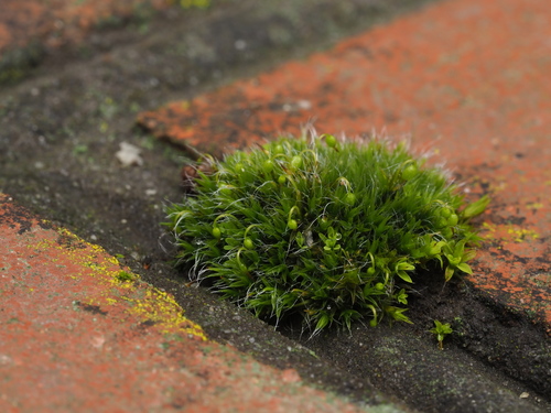 Grimmia pulvinata (Grey-cushioned Grimmia)