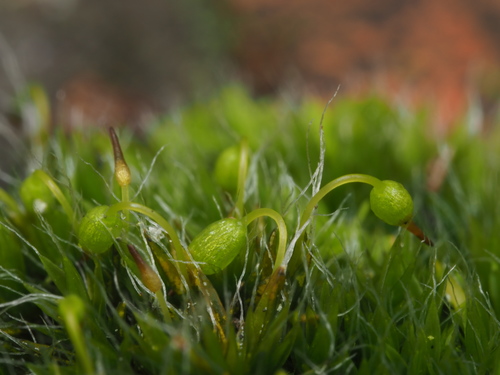 Grimmia pulvinata (Grey-cushioned Grimmia)