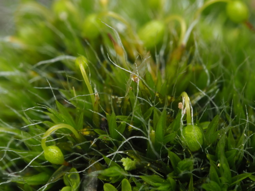 Grimmia pulvinata (Grey-cushioned Grimmia)
