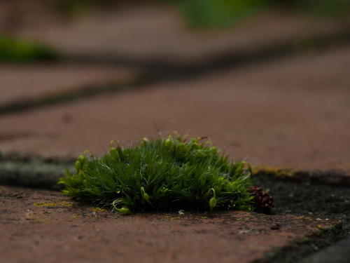 Grimmia pulvinata (Grey-cushioned Grimmia)