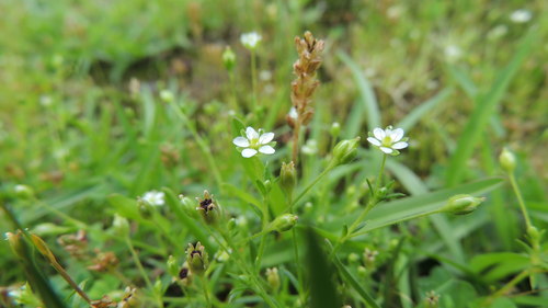 Arenaria serpyllifolia (Thyme-leaved Sandwort)