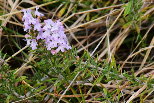 Satureja montana (Winter Savory) (alternate view 4)