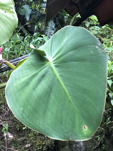 Philodendron rugosum (Philodendron Pig Skin)