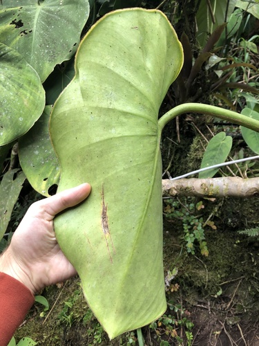 Philodendron rugosum (Philodendron Pig Skin) (alternate view 2)