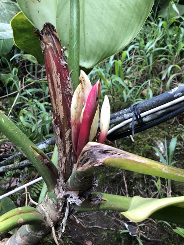 Philodendron rugosum (Philodendron Pig Skin) (alternate view 3)