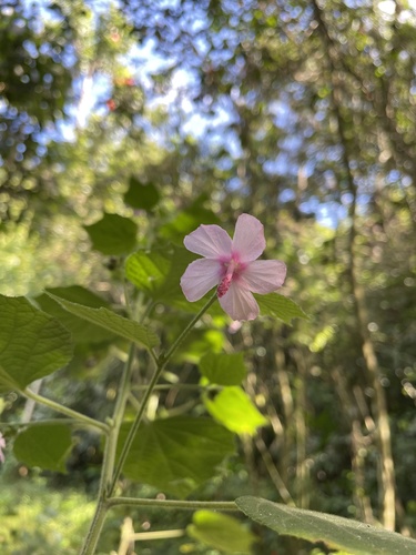 Urena lobata (Caesar weed) (alternate view 7)