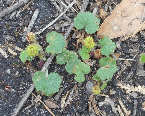 Hydrocotyle laxiflora (Stinking Pennywort)