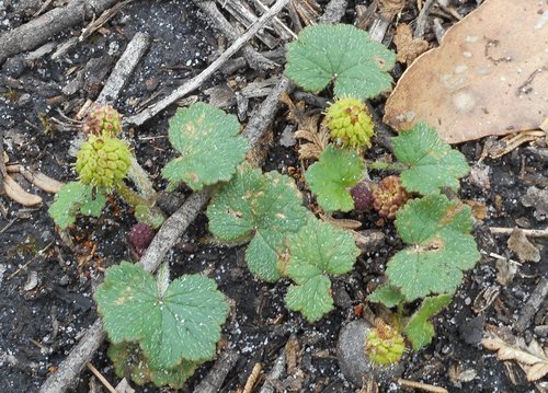 Hydrocotyle laxiflora (Stinking Pennywort) (alternate view 2)