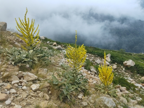 Verbascum olympicum (Olympic mullein) (alternate view 5)
