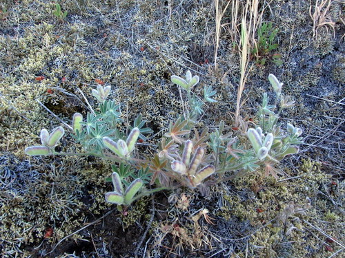 Lupinus (lupines) (alternate view 5)