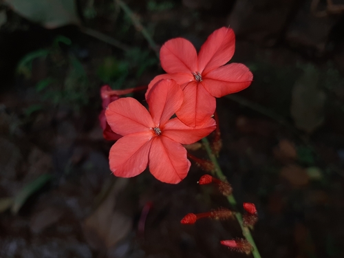 Plumbago (plumbagos) (alternate view 3)
