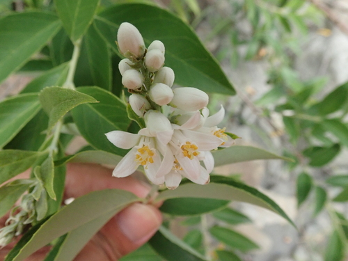 Deutzia (alternate view 5)