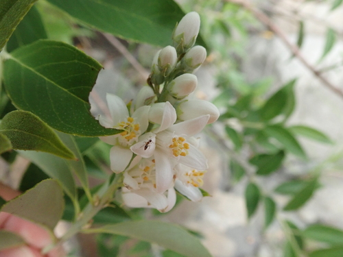 Deutzia (alternate view 6)