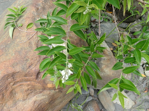 Deutzia (alternate view 7)