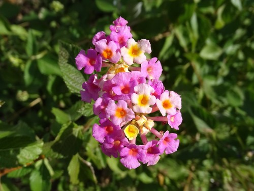 Lantana strigocamara (Lantana) (alternate view 4)