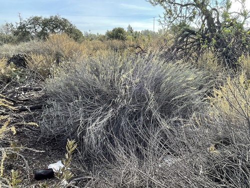 Brickellia californica (California Brickellbush)