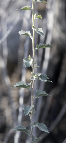 Brickellia californica (California Brickellbush) (alternate view 5)