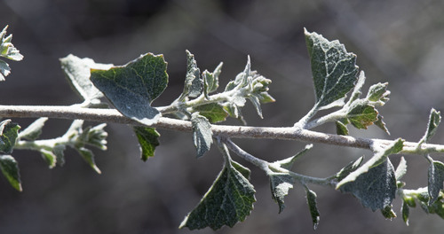 Brickellia californica (California Brickellbush) (alternate view 4)
