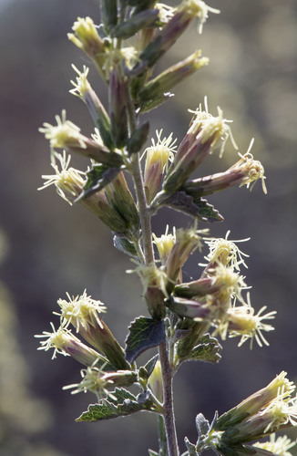 Brickellia californica (California Brickellbush) (alternate view 3)
