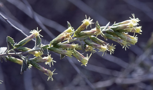 Brickellia californica (California Brickellbush) (alternate view 2)