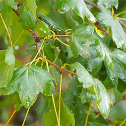 Acer monspessulanum (alternate view 7)