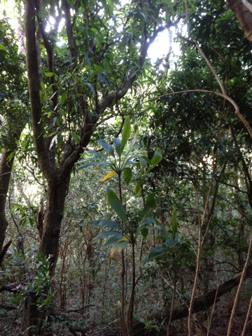 Cordyline fruticosa (Ti Plant)