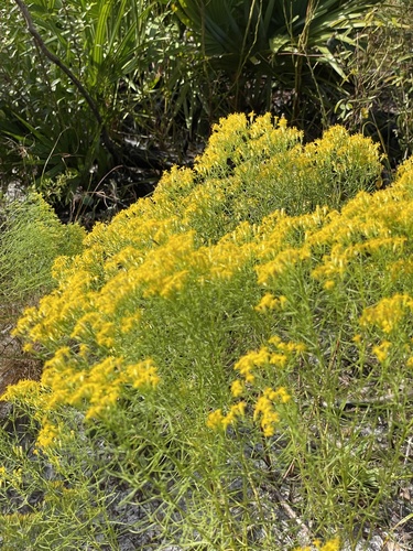 Euthamia caroliniana (slender goldentop)