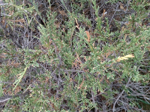 Juniperus scopulorum (Rocky Mountain Juniper) (alternate view 2)