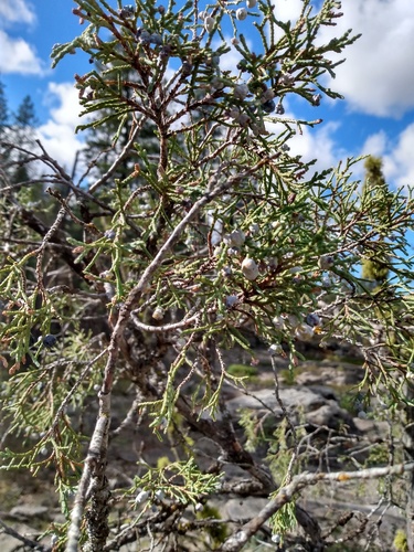 Juniperus scopulorum (Rocky Mountain Juniper)