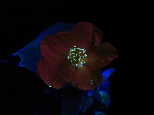 Allowissadula holosericea (velvet-leaf mallow)