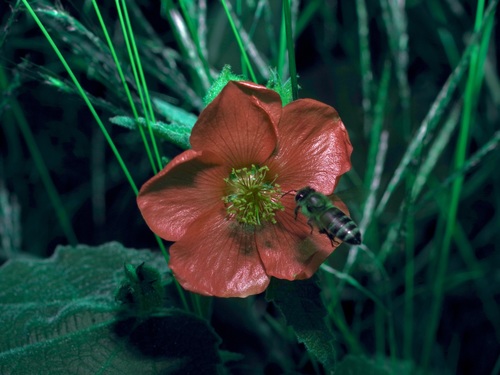 Allowissadula holosericea (velvet-leaf mallow) (alternate view 2)