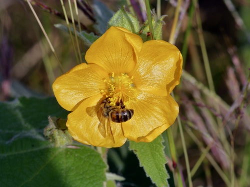 Allowissadula holosericea (velvet-leaf mallow) (alternate view 3)