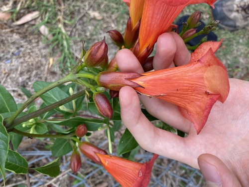 Campsis × tagliabueana (Hybrid Trumpet Vine) (alternate view 4)
