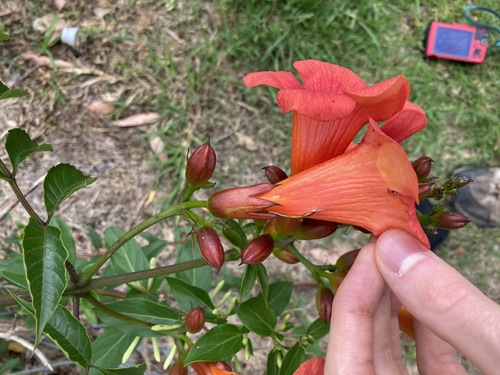 Campsis × tagliabueana (Hybrid Trumpet Vine) (alternate view 2)
