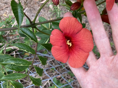 Campsis × tagliabueana (Hybrid Trumpet Vine) (alternate view 3)