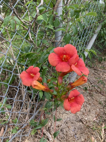 Campsis × tagliabueana (Hybrid Trumpet Vine)