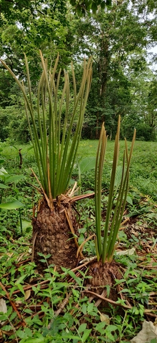 Cycas circinalis (queen sago)