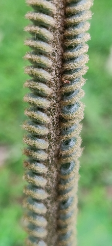 Cycas circinalis (queen sago) (alternate view 2)