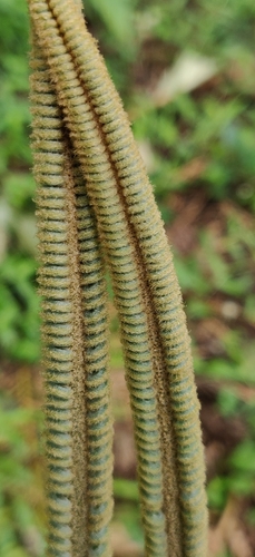 Cycas circinalis (queen sago) (alternate view 3)