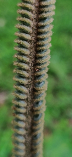 Cycas circinalis (queen sago) (alternate view 4)