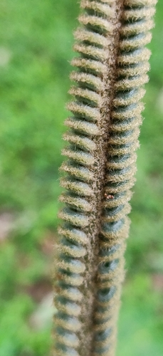 Cycas circinalis (queen sago) (alternate view 5)