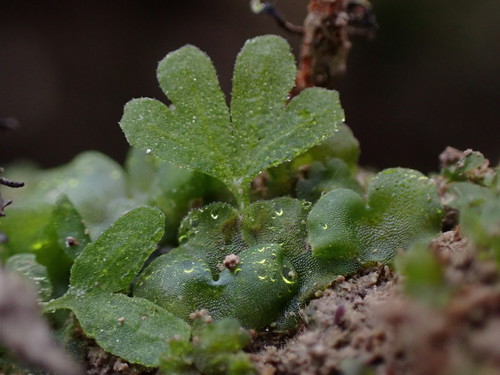 Athyrium filix-femina (lady fern)