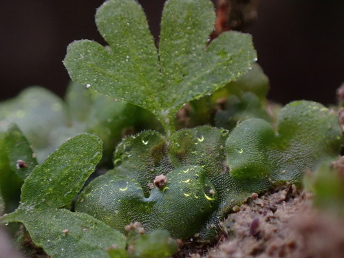 Athyrium filix-femina (lady fern)