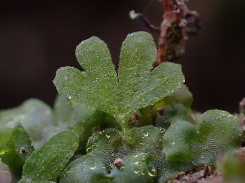 Athyrium filix-femina (lady fern)