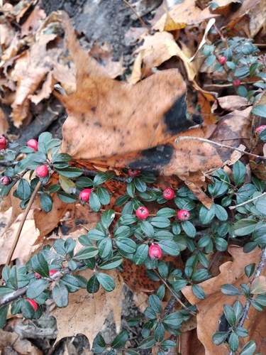 Cotoneaster × suecicus (Swedish Cotoneaster) (alternate view 11)