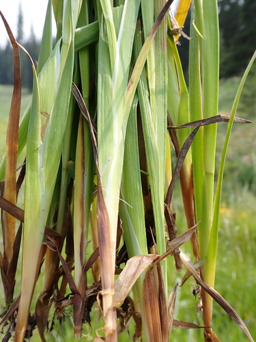 Juncus ensifolius (dagger-leaf rush) (alternate view 2)
