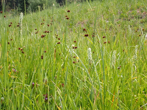 Juncus ensifolius (dagger-leaf rush) (alternate view 3)
